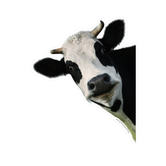 Staring Cow - indoor/outdoor Kiss-Cut Vinyl Decals